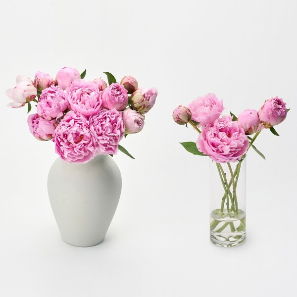 꽃집청년들,사라 작약 5대