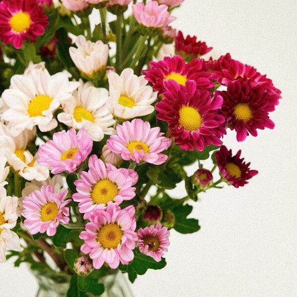 꽃집청년들,MIX 핑크소국