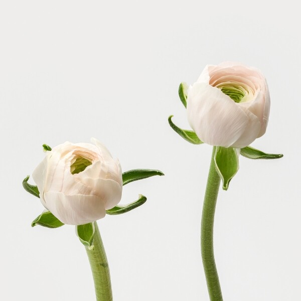 꽃집청년들,라넌큘러스 하노이 5대