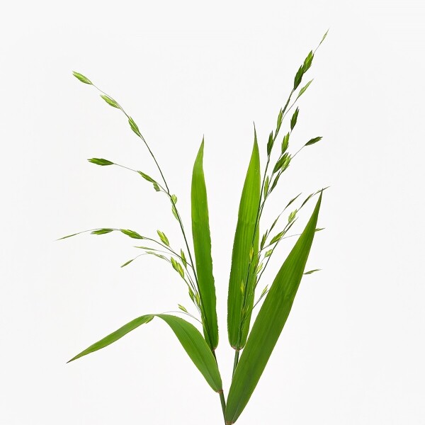 꽃집청년들,보리사초 10대