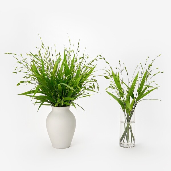 꽃집청년들,보리사초 10대