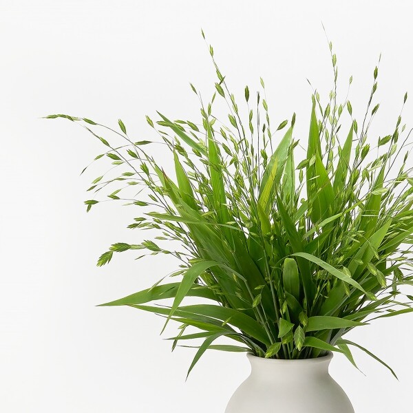 꽃집청년들,보리사초 10대