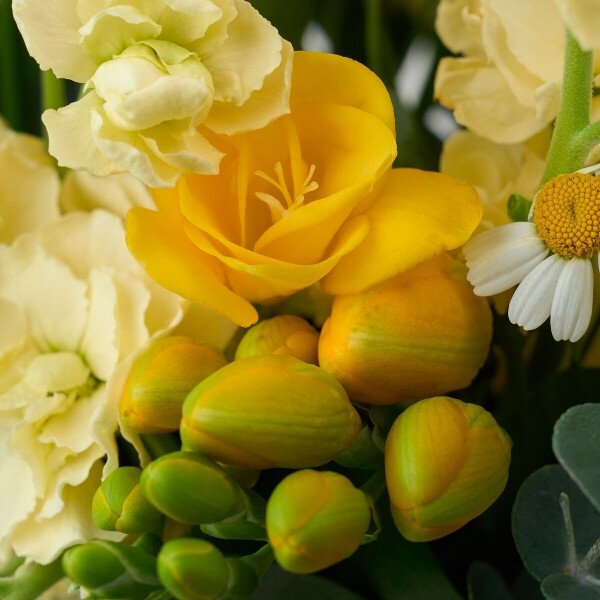 꽃집청년들,화이트데이 프리지아 꽃바구니+사탕