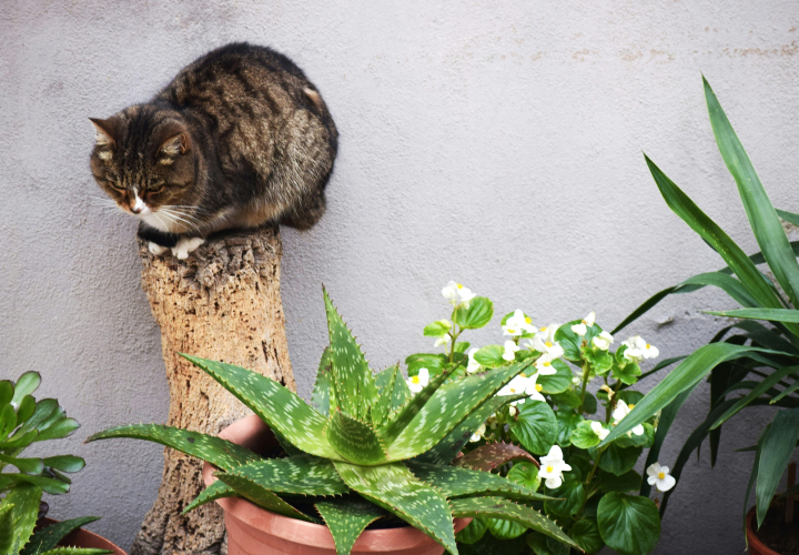 강아지 고양이가 조심해야 할 꽃, 식물