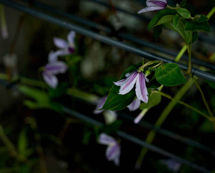 꽃집청년들 플라워 아트 클레마티스