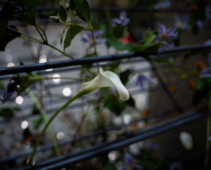 꽃집청년들 플라워 아트