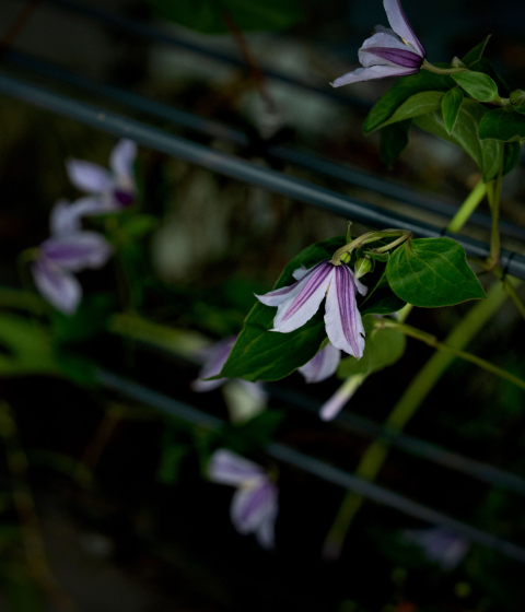 꽃집청년들 플라워 아트 클레마티스