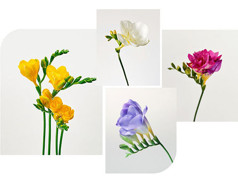 02.꽃말과 꽃에 얽힌 스토리