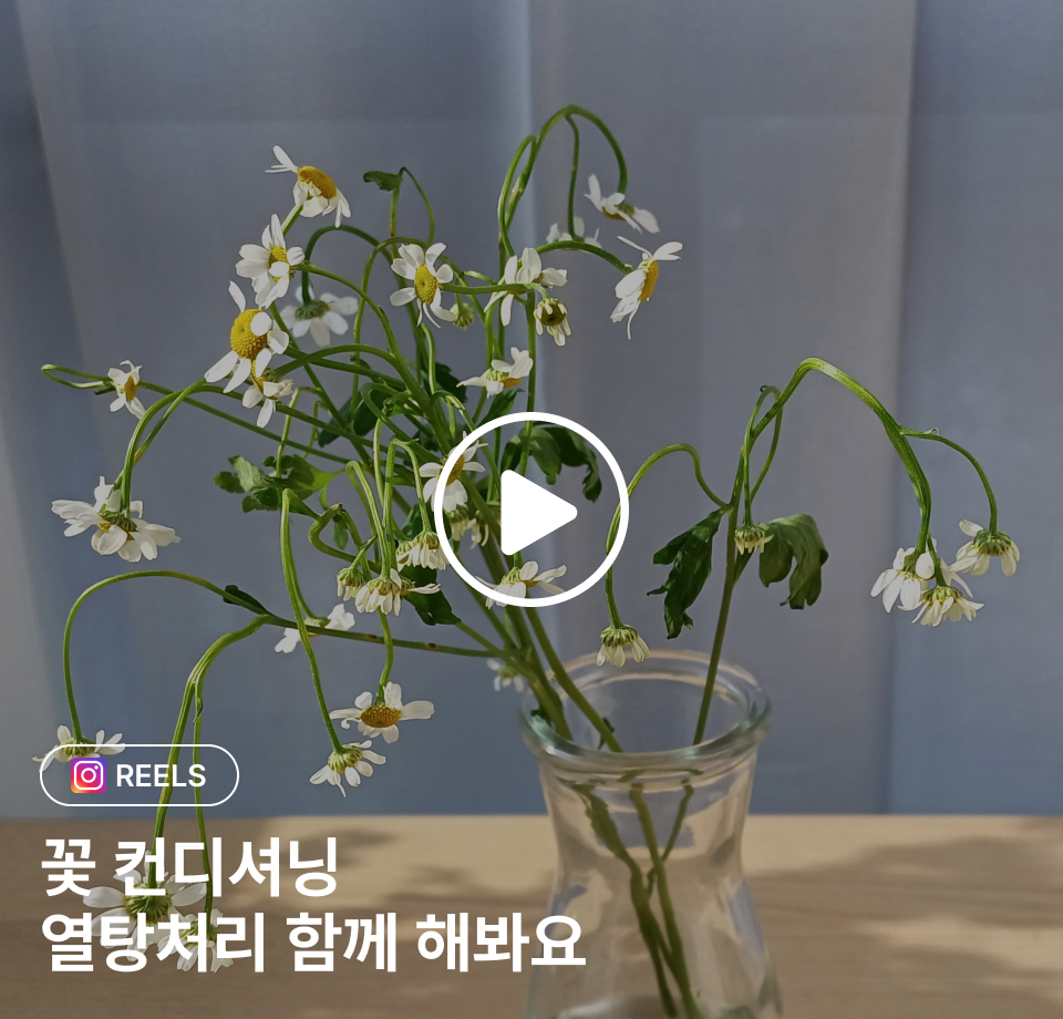 꽃집청년들 꽃을 오래 볼 수 있는 열탕처리법 GUIDE 컨디셔닝(동영상)