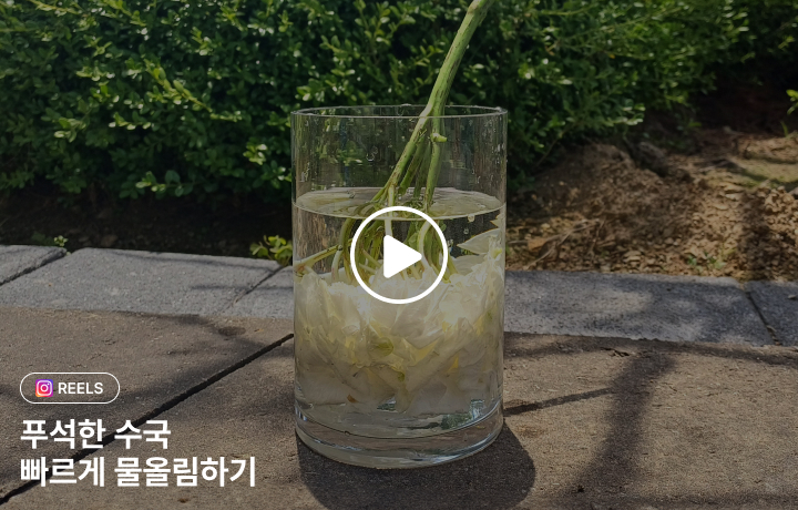 수국 물올림 영상 GUIDE