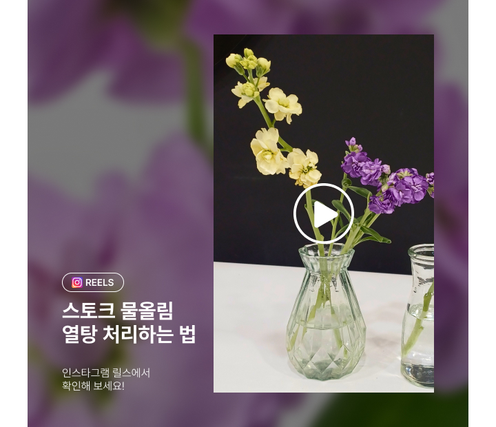 스토크 물올림 열탕 처리하는 법