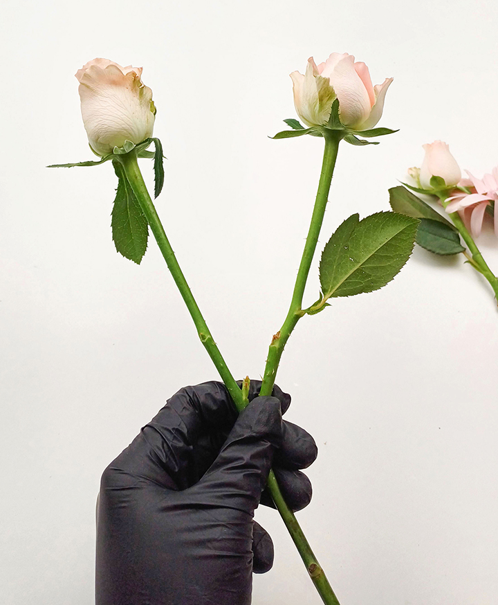 하젤 장미 분홍 장미 컨디셔닝