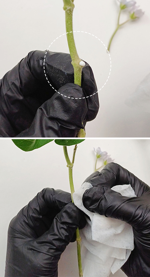 블루 옥시페탈륨 컨디셔닝