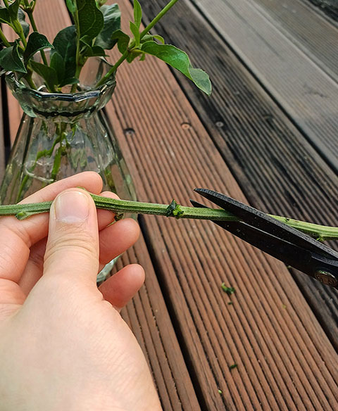 줄기 끝은 사선으로 잘라 주세요