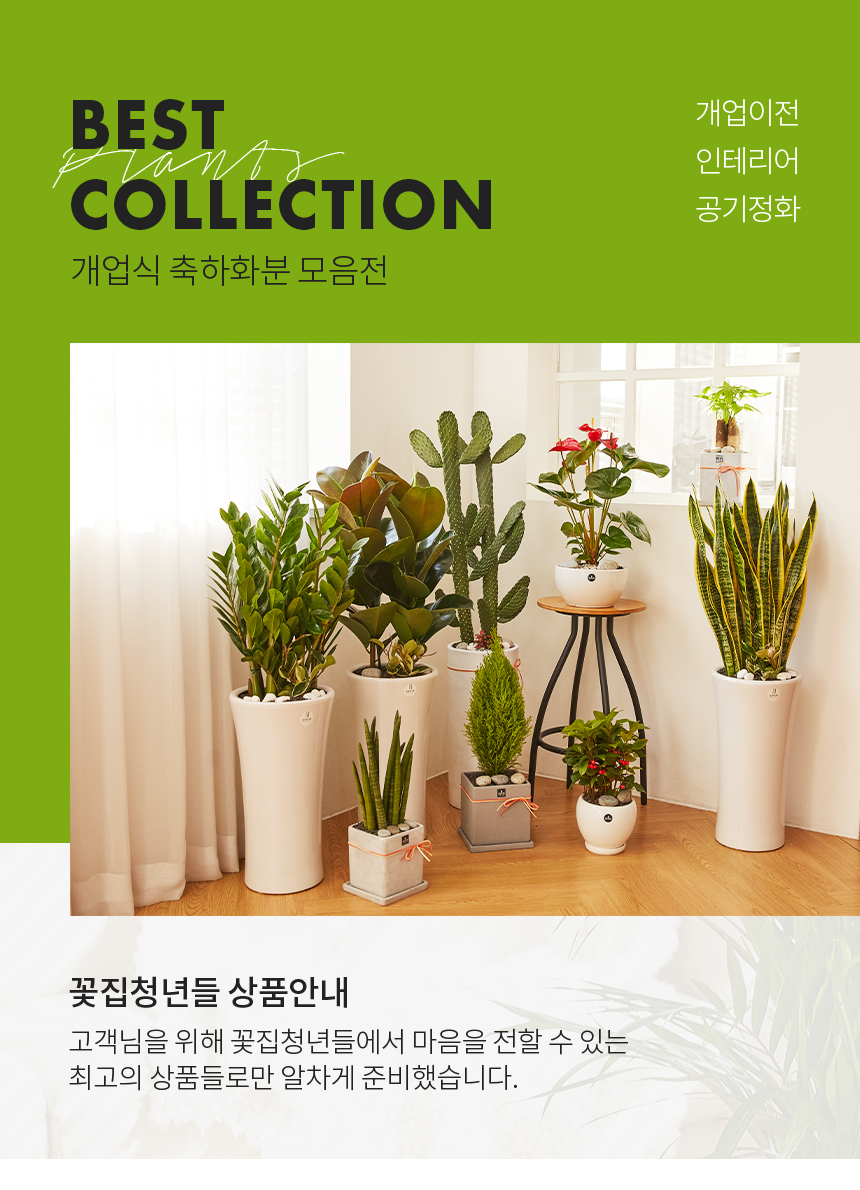 개업식 축하화분 모음전