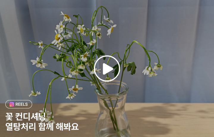 꽃집청년들 꽃을 오래 볼 수 있는 열탕처리법 GUIDE 컨디셔닝(동영상)