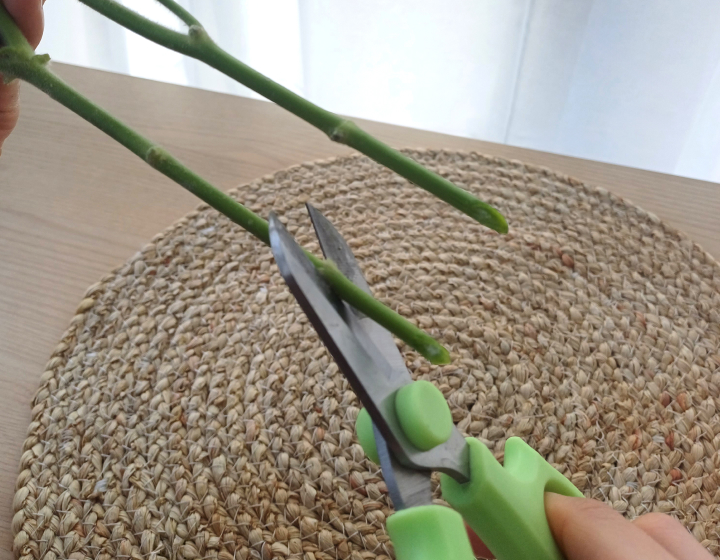 꽃집청년들 DIY 마트리카리아 열탕처리